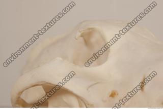 photo reference of skull 0013